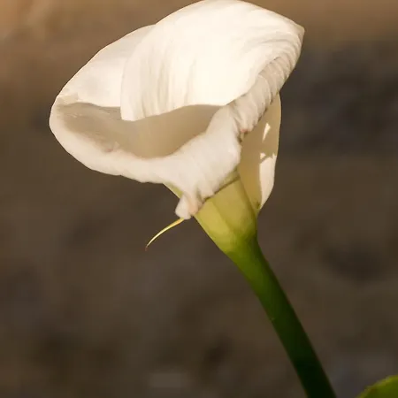 La Cour Souveraine -chambre D'hotes, La Sablonneuse Отель типа 