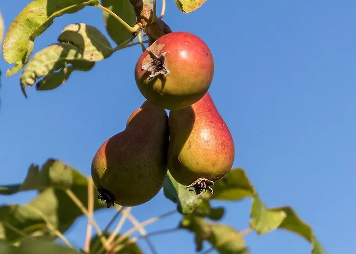 La Cour Souveraine -chambre D'hotes, La Sablonneuse Mosles