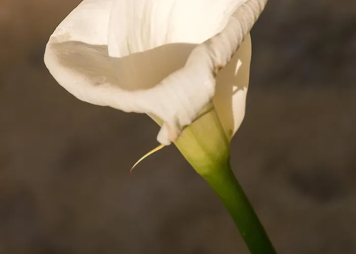 La Cour Souveraine -chambre D'hotes, La Sablonneuse ベッド・アンド・ブレックファスト